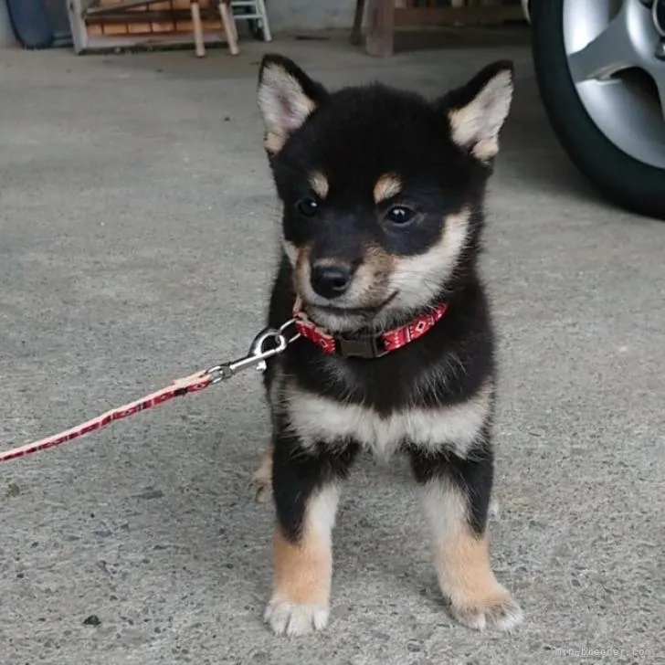 S.K 様のお迎えした子犬