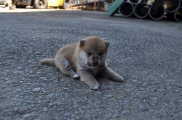 柴犬(標準サイズ)【徳島県・男の子・2014年9月15日・赤】の写真「」