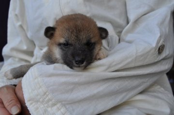 柴犬(標準サイズ)【徳島県・女の子・2014年9月12日・赤】の写真「」