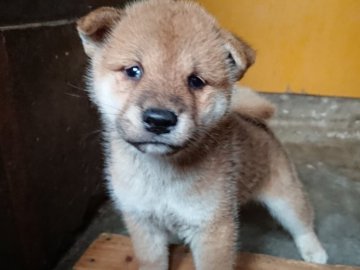 柴犬(豆柴)【徳島県・男の子・2020年6月1日・赤】の写真「色白でハンサムな男の子」