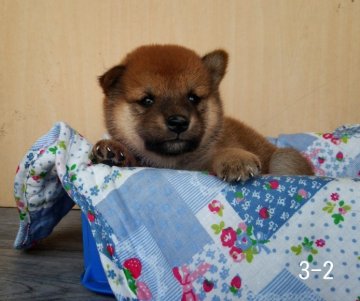 柴犬(標準サイズ)【徳島県・男の子・2014年6月27日・赤】の写真「」