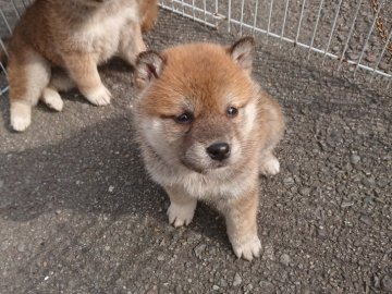 柴犬(豆柴)【徳島県・女の子・2021年1月5日・赤】の写真「可愛い女の子」