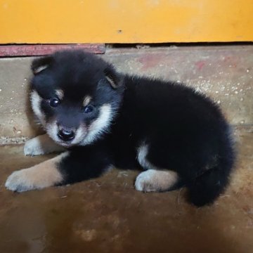 柴犬(豆柴)【徳島県・女の子・2024年6月22日・黒】の写真「可愛い女の子」