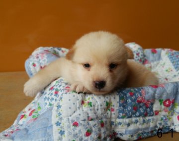 柴犬(標準サイズ)【徳島県・男の子・2014年7月11日・白】の写真「」