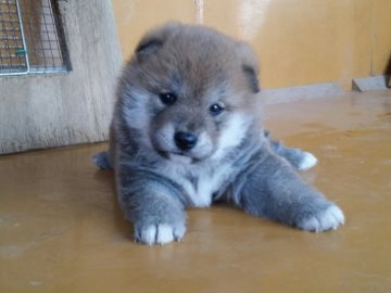 柴犬(豆柴)【徳島県・男の子・2017年4月8日・赤】の写真「優しいお顔の男の子」