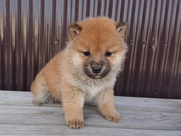 柴犬(豆柴)【徳島県・女の子・2018年1月15日・赤】の写真「元気いっぱい可愛い女の子」