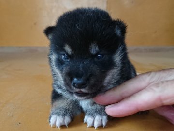 柴犬(豆柴)【徳島県・男の子・2020年6月20日・黒】の写真「優しいお顔の男の子」