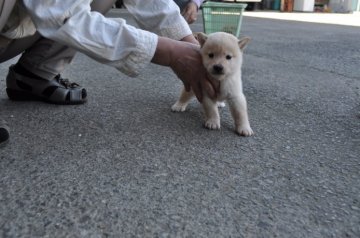 柴犬(標準サイズ)【徳島県・男の子・2014年8月28日・白】の写真「」