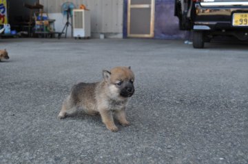 柴犬(標準サイズ)【徳島県・男の子・2014年9月5日・赤】の写真「少し小さめの柴犬の男の子」