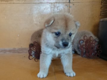 柴犬(豆柴)【徳島県・男の子・2021年6月12日・赤】の写真「色白の男の子」