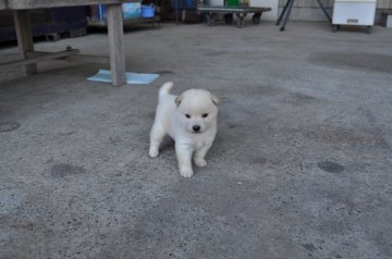 柴犬(標準サイズ)【徳島県・女の子・2014年9月12日・白】の写真「」