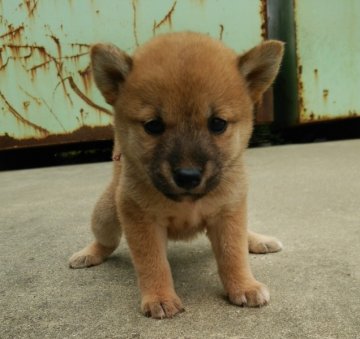 柴犬(標準サイズ)【徳島県・女の子・2014年7月13日・赤】の写真「」