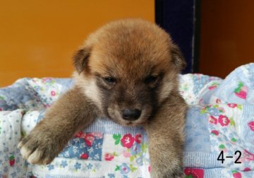 柴犬(標準サイズ)【徳島県・男の子・2014年7月7日・赤】の写真「」