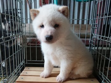 柴犬(豆柴)【徳島県・男の子・2020年1月20日・白】の写真「可愛い目の男の子」