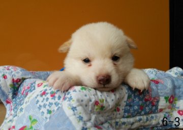 柴犬(標準サイズ)【徳島県・女の子・2014年7月11日・白】の写真「」