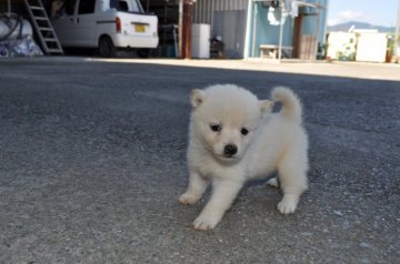 柴犬(標準サイズ)【徳島県・男の子・2014年9月5日・白】の写真「少し小さめの白柴犬の男の子」