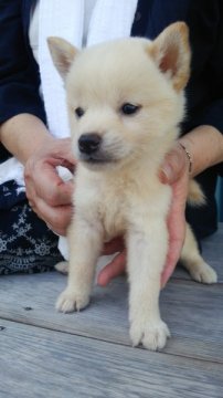 柴犬(標準サイズ)【徳島県・男の子・2014年7月7日・白】の写真「」