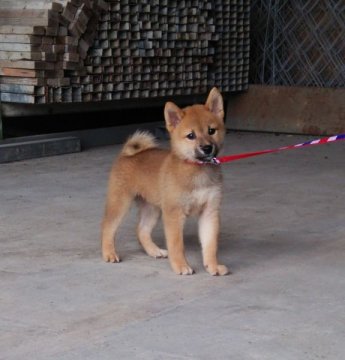 柴犬(標準サイズ)【徳島県・男の子・2014年6月26日・赤】の写真「」