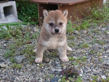 柴犬(豆柴)【徳島県・女の子・2021年2月23日・赤】の写真「可愛い女の子」