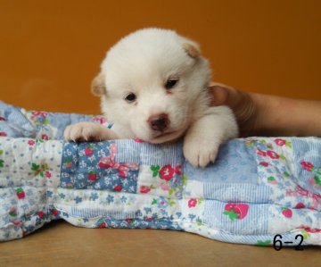 柴犬(標準サイズ)【徳島県・女の子・2014年7月11日・白】の写真「」