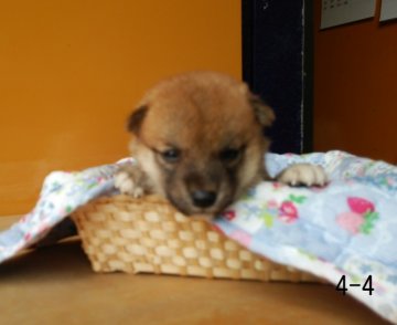 柴犬(標準サイズ)【徳島県・男の子・2014年7月7日・赤】の写真「」