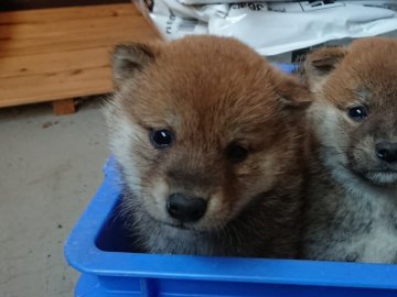 柴犬(豆柴)【徳島県・男の子・2019年11月14日・赤】の写真「目が可愛い男の子」