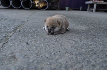 柴犬(標準サイズ)【徳島県・女の子・2014年9月15日・赤】の写真「」