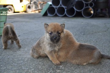 柴犬(標準サイズ)【徳島県・女の子・2014年9月5日・赤】の写真「」