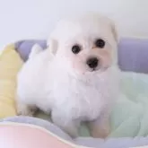 タイニープードル