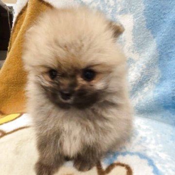 ポメラニアン【京都府・男の子・2025年3月20日・オレンジ】の写真「まん丸お顔の良く詰まった狸顔の男の子」