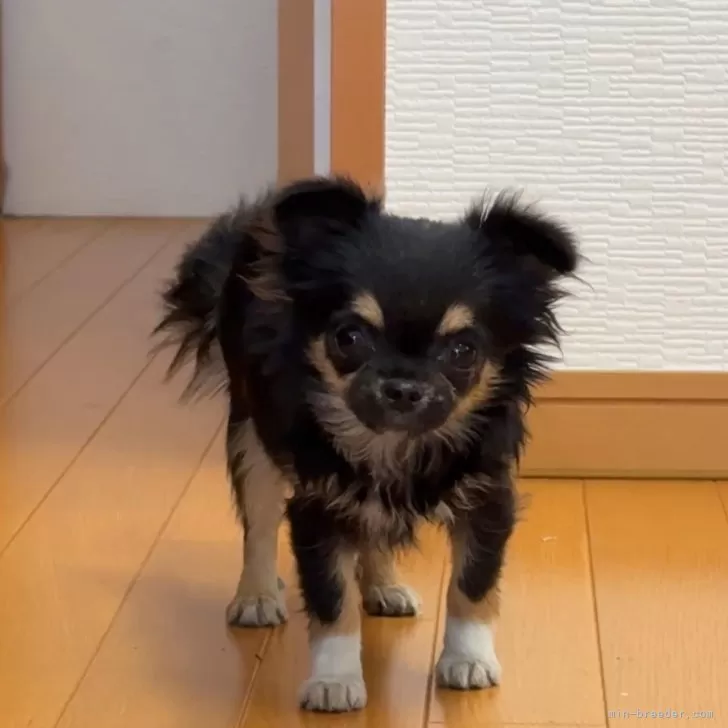 マドガワ 様のお迎えした子犬