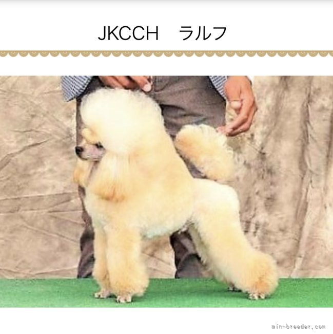 自家繁殖犬でJKCチャンピオンのラルフ｜池　真美(いけ　まみ)ブリーダー(大阪府・トイプードルなど・JKC登録)の紹介写真3