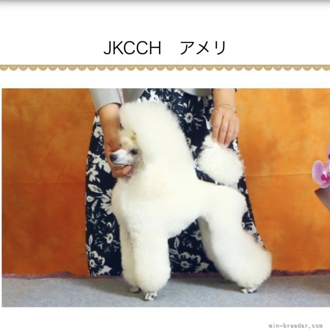 自家繁殖犬でJKCチャンピオンのアメリ｜池　真美(いけ　まみ)ブリーダー(大阪府・トイプードルなど・JKC登録)の紹介写真7