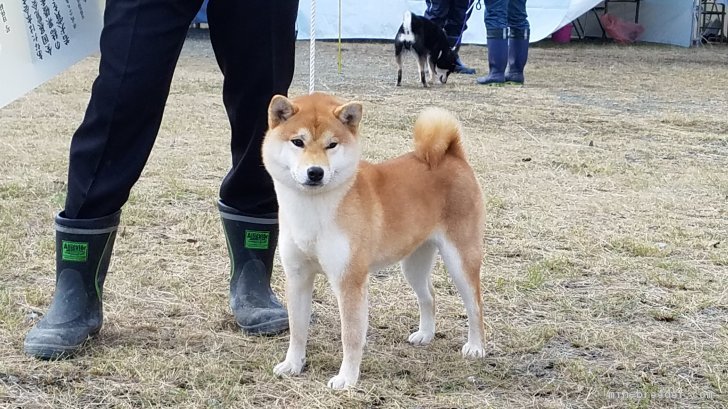 受賞犬紹介 みんなのブリーダー