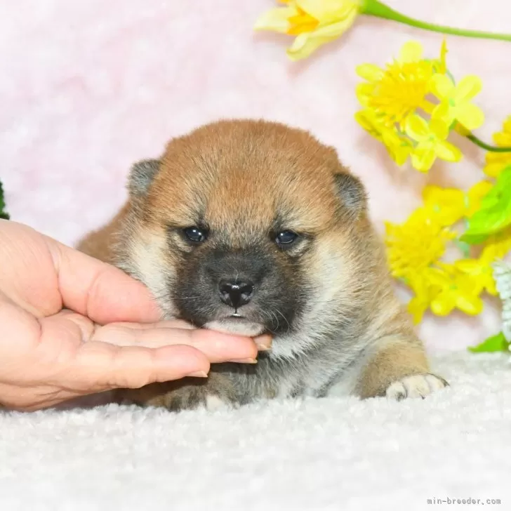 柴犬(標準サイズ)【千葉県・女の子・2025年1月3日・赤】の写真1