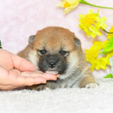 柴犬(標準サイズ)【千葉県・女の子・2025年1月3日・赤】の写真「★最優良血統★容姿・骨格構成抜群★犬質最高レベル★」