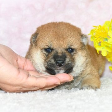 柴犬(標準サイズ)【千葉県・女の子・2025年1月3日・赤】の写真「★最優良血統★一番小振りな女の子★犬質最高レベル★」