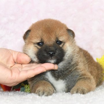 柴犬(標準サイズ)【千葉県・男の子・2025年1月3日・赤】の写真「★最優良血統★容姿・骨格構成抜群★犬質最高レベル★」