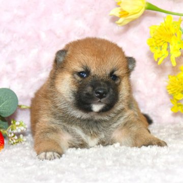 柴犬(標準サイズ)【千葉県・男の子・2025年1月3日・赤】の写真「★最優良血統★容姿・骨格構成抜群★犬質最高レベル★」