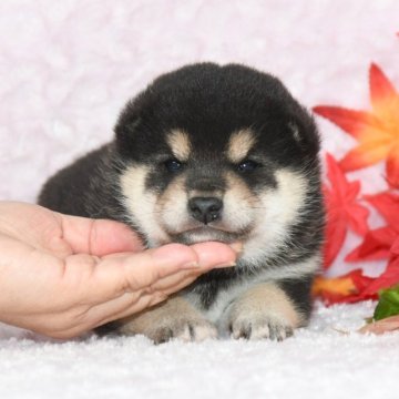 トップ ジョイフル 本田ペットワールドの黒柴子犬