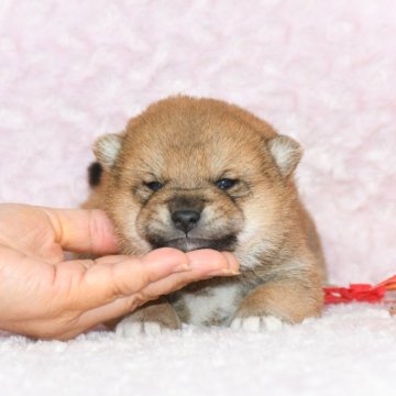 柴犬(豆柴)【千葉県・男の子・2024年10月18日・赤】の写真「★容姿・犬質ハイレベル！優しい甘えん坊さん！★」