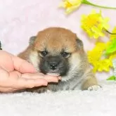 柴犬(標準サイズ)【千葉県・女の子・2025年1月3日・赤】の写真1