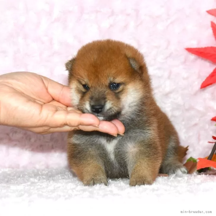 O.I. 様のお迎えした子犬