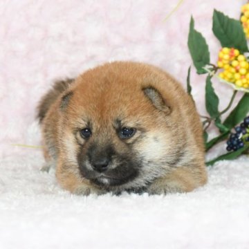 柴犬(標準サイズ)【千葉県・女の子・2023年9月1日・赤】の写真「★小柴サイズ★優秀血統★容姿性格・犬質最高レベル★」