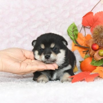 柴犬(豆柴)【千葉県・女の子・2023年9月25日・黒】の写真「★容姿・骨格構成・犬質ハイレベル！健康診断付！」