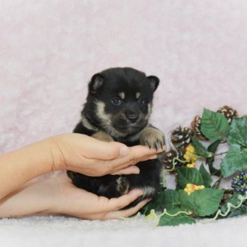 柴犬(豆柴)【千葉県・女の子・2023年8月15日・黒】の写真「★容姿・骨格構成・犬質ハイレベル！健康診断付！」