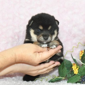 柴犬(豆柴)【千葉県・女の子・2023年9月12日・黒】の写真「★容姿・骨格構成・犬質ハイレベル！健康診断付！」