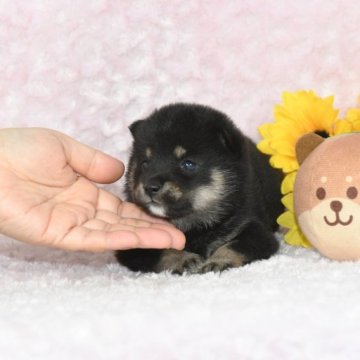 柴犬(豆柴)【千葉県・女の子・2023年7月25日・黒】の写真「★ミニミニサイズ！容姿・性格・最高レベル★」