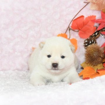 柴犬(豆柴)【千葉県・男の子・2023年9月25日・白】の写真「★容姿・骨格構成・犬質ハイレベル！健康診断付！」