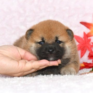 柴犬(標準サイズ)【千葉県・男の子・2024年9月11日・赤】の写真「★最優良血統★犬質ハイレベルな長男くん☆彡」